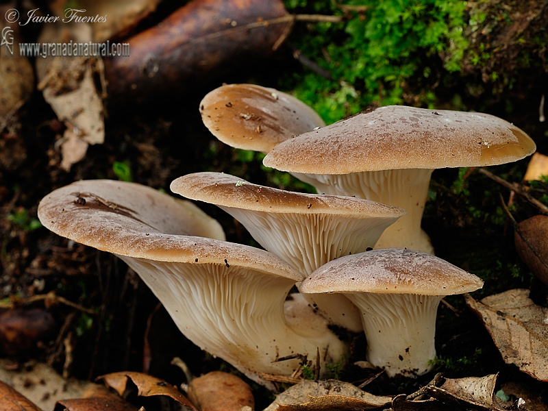 Hohenbuehelia petaloides, grupo. Hongos de Granada