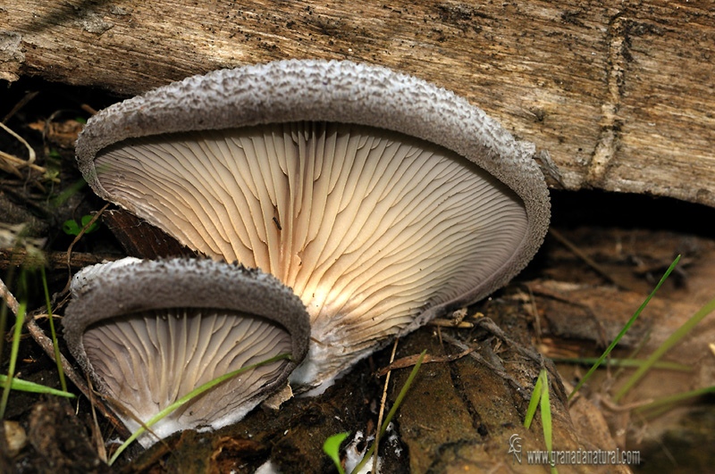 Hohenbuehelia mastrucata