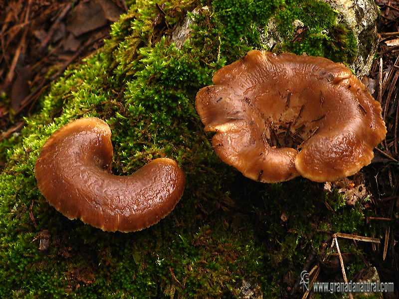 Hohenbuehelia petaloides (Bull.) Schulzer 1866. Hongos de Granada