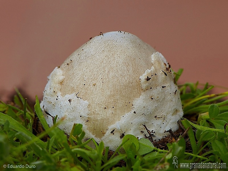 Volvariella gloicephala huevo. Hongos de Granada