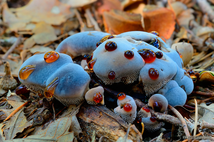 Hydnellum caeruleum (Hornem.) P. Karst. Hongos de Granada