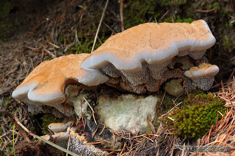 Hydnellum caeruleum  detalle . Aphyllophorales de Granada