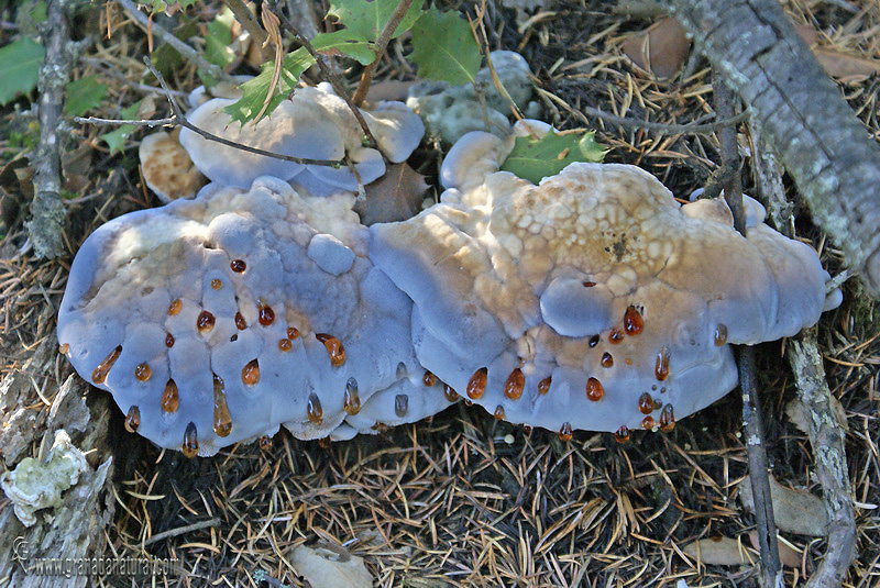 Hydnellum caeruleum. Aphyllophorales de Granada