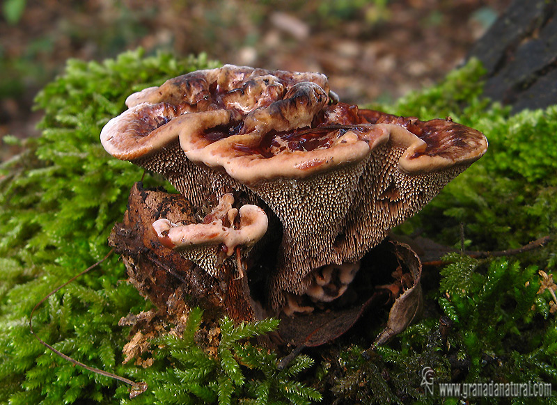 Hydnellum concrescens. Hongos de Granada