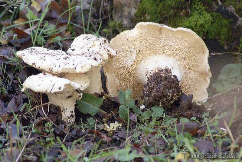 Hydnum albidus Peck. Hongos de Granada.