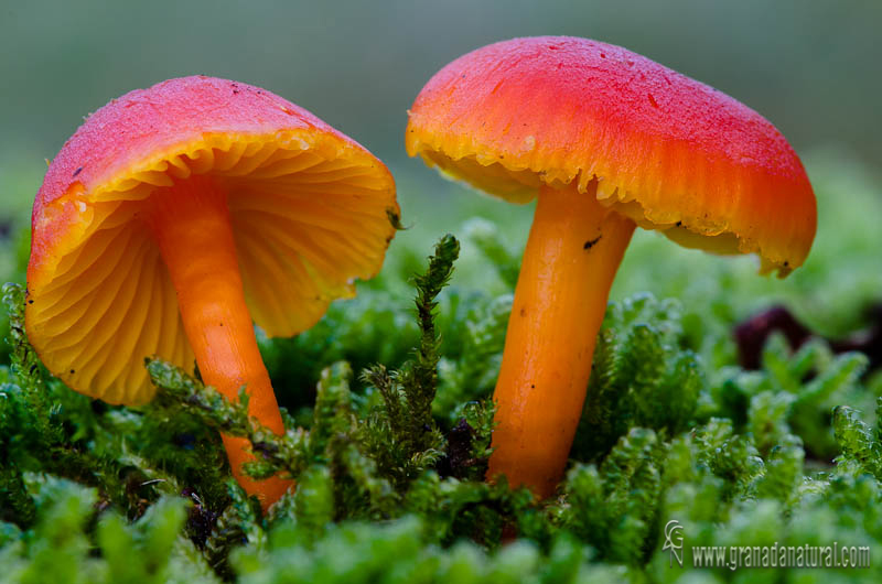 Hygrocybe reidii. Hongos de Granada