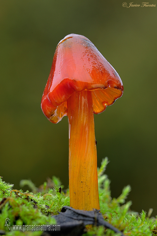 Hygrocybe conica (Schaeff.:Fr.) P.Kumm 2. Hongos de Granada