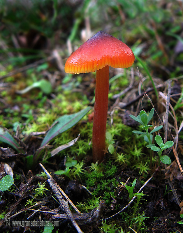 Hygrocybe cónica. Hongos de Granada. Granada natural