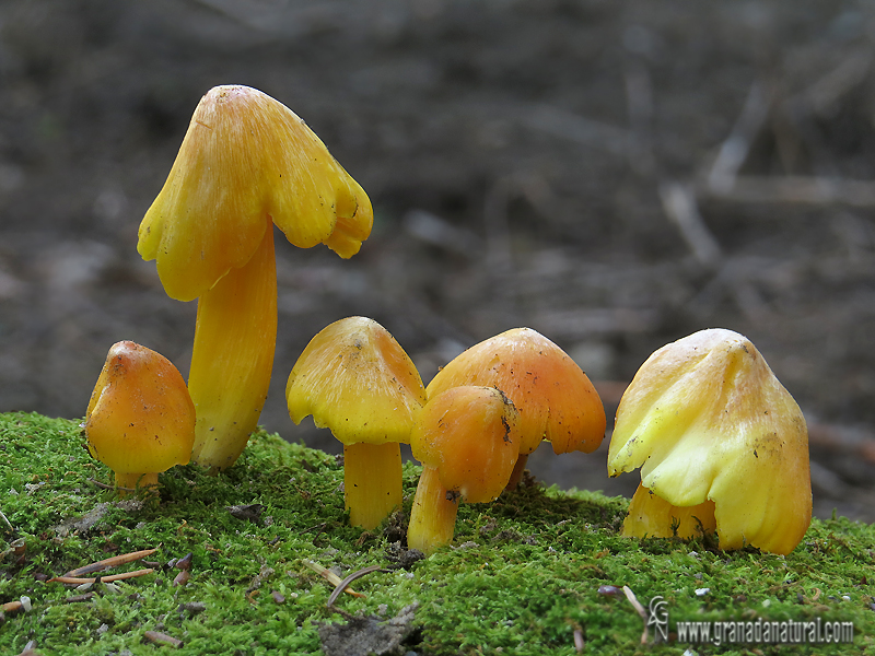 Hygrocybe acutoconica var. konradii.Hongos de Granada