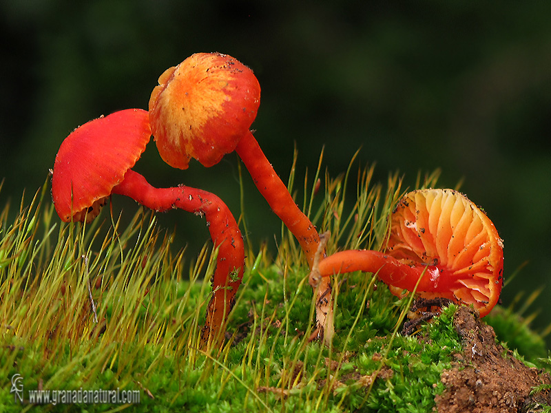 Hygrocybe mucronella (Fr,) P.Karst. Hongos de Granada