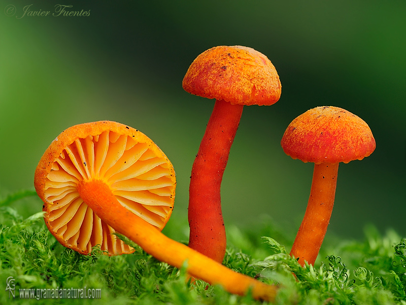 Hygrocybe mucronella. Hongos de Granada