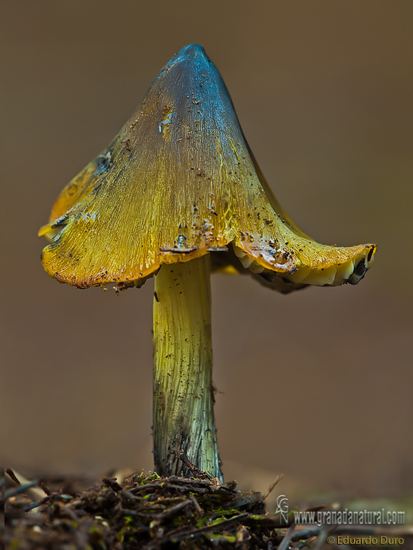 Hygrocybe acutoconica. Hongos de Granada