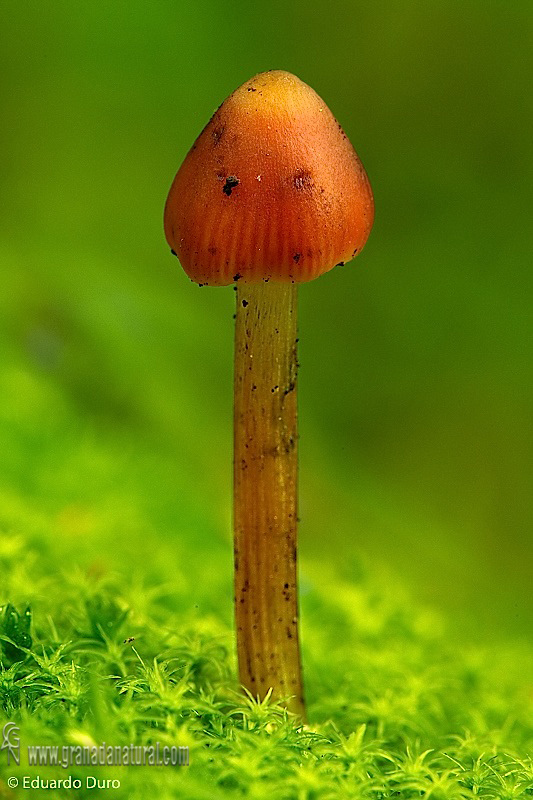 Hygrocybe conica (Schaeff.:Fr.) P.Kumm. Setas de Granada