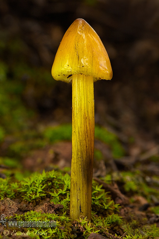 Hygrocybe conica var. chloroides (Malençon) Bon. Hongos de Granada