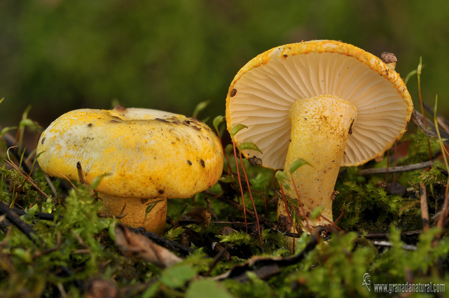 Hygrophorus chrysodon. Hongos de Granada