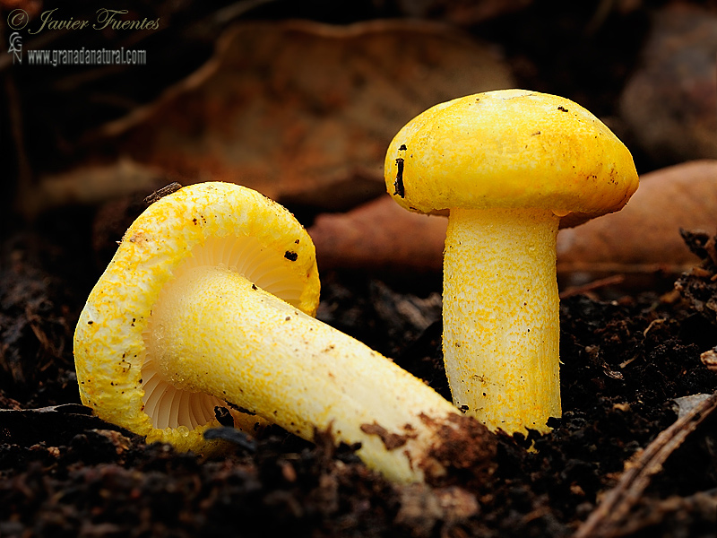 Hygrophorus chrysodon ( Bastch: Fr.:) Fr. Hongos de Granada