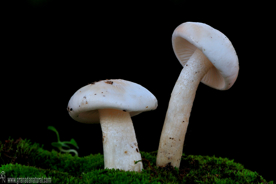 Hygrophorus cosus ( Sowerby). Fres.Hongos de Granada