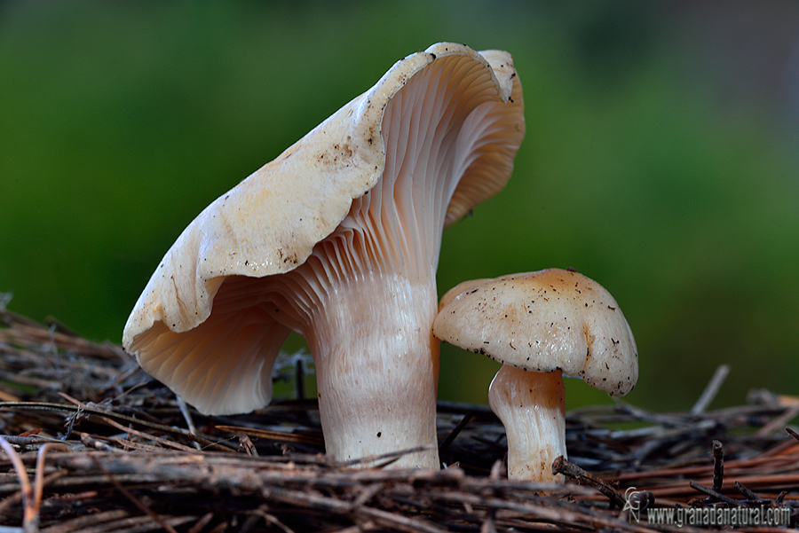 Hygrophorus gliocyclus. Hongos de Granada