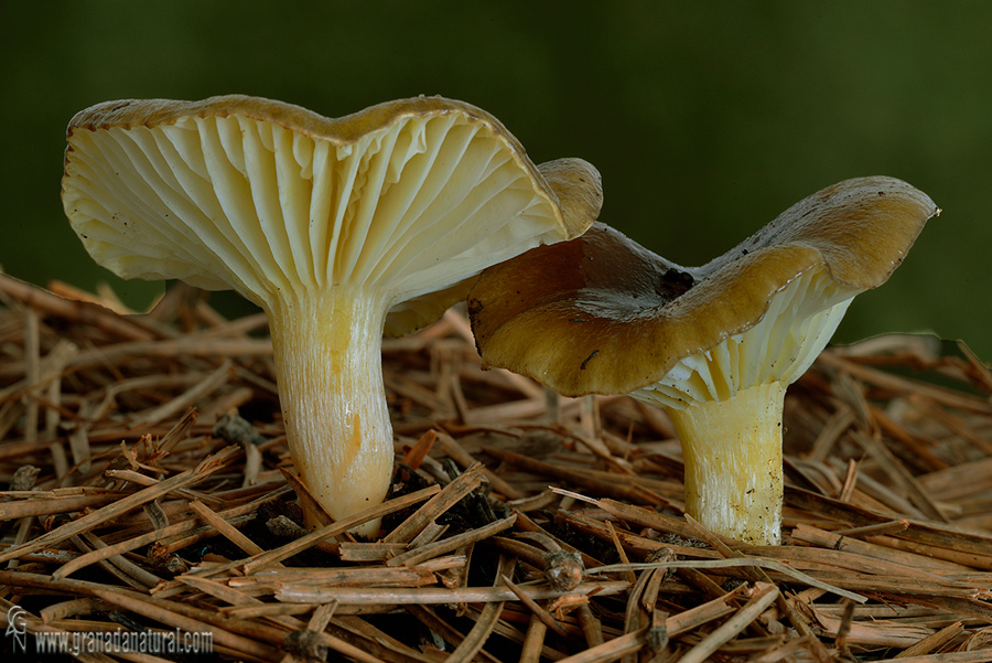 Hygrophorus hypothejus Fr.Fr. Hongos de Granada