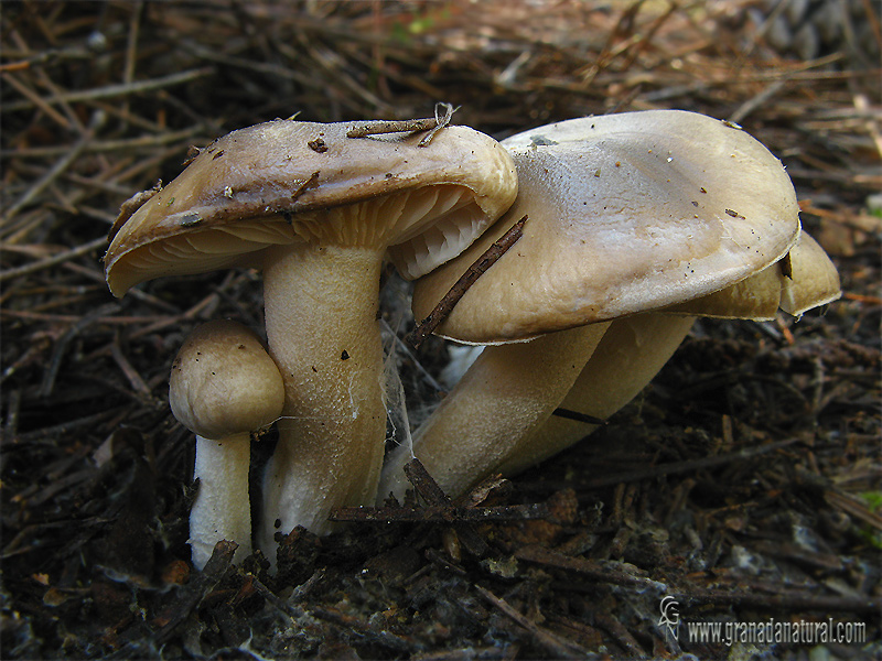 Hygrophorus agasthomus. Hongos de Granada