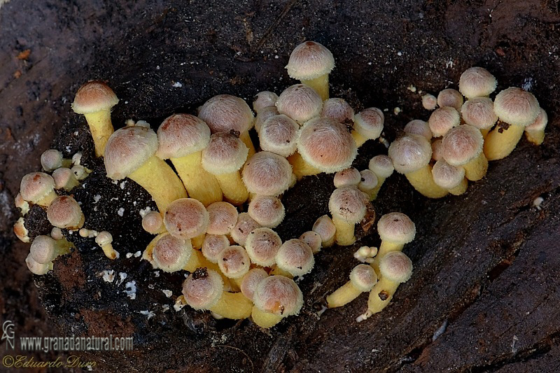 Hypholoma fasciculare fase joven. Hongos de Granada