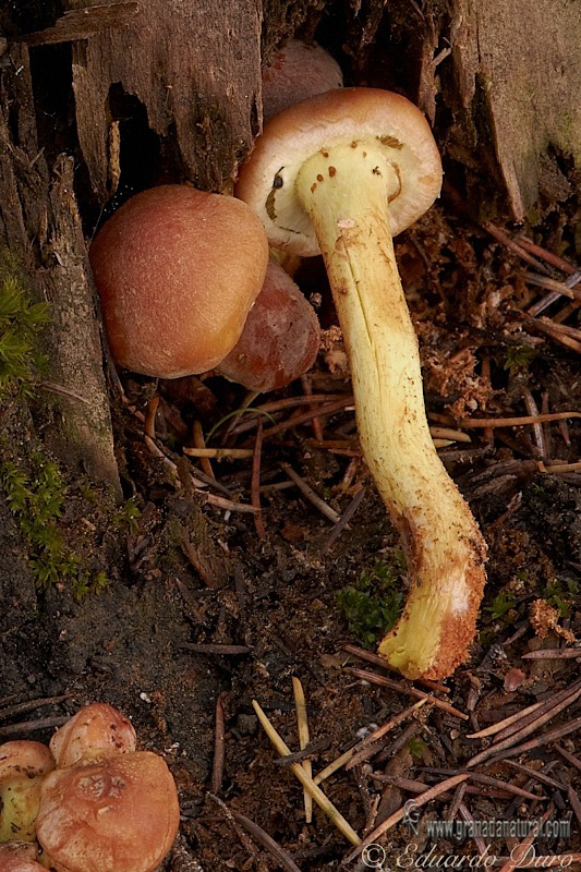 Hypholoma sublateritium ( Fr.) Qulet. Hongos de Granada