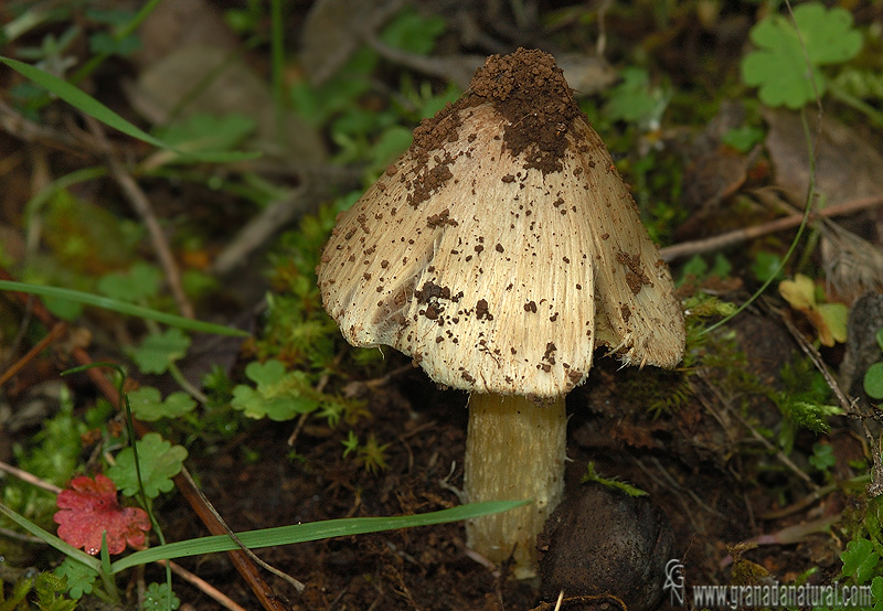 Inocybe fastigiata. Setas tóxicas de Granada