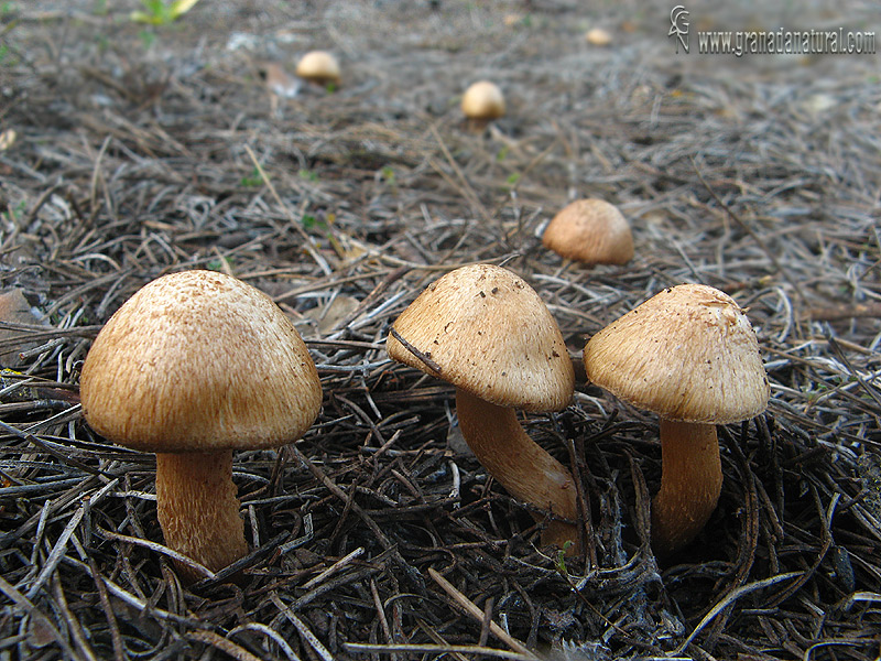 Inocybe cervicolor hábitat