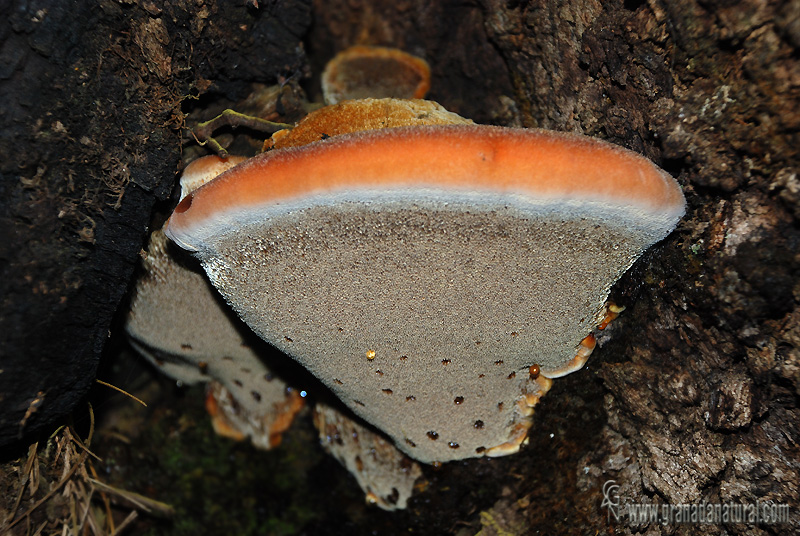 Inonotus hispidus. Setas de Granada