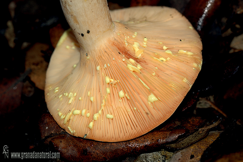 Lactarius chrysorrehus *