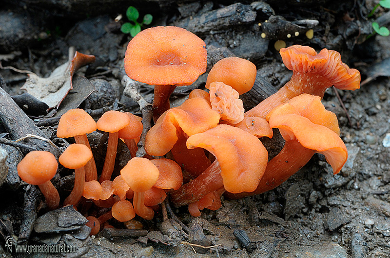 Laccaria affinis. Hongos de Granada