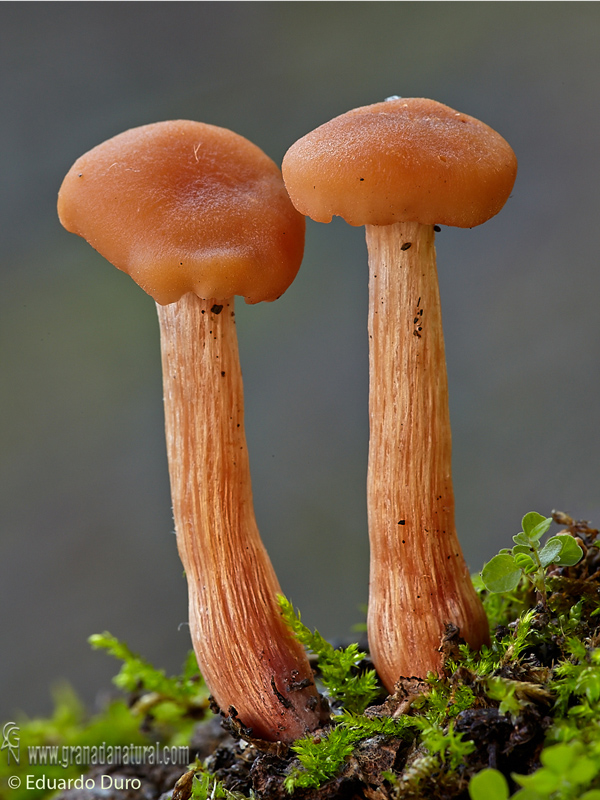 Laccaria laccata joven. Hongos de Granada