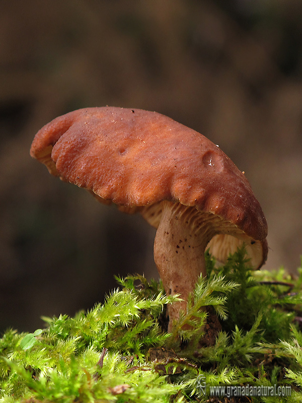 Lactarius camphoratus. Hongos de Granada