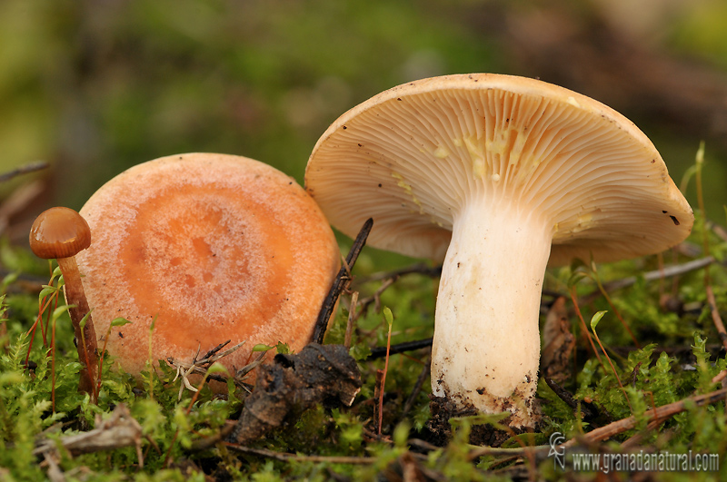 Lactarius chrysorrheus Fr. Hongos de Granada