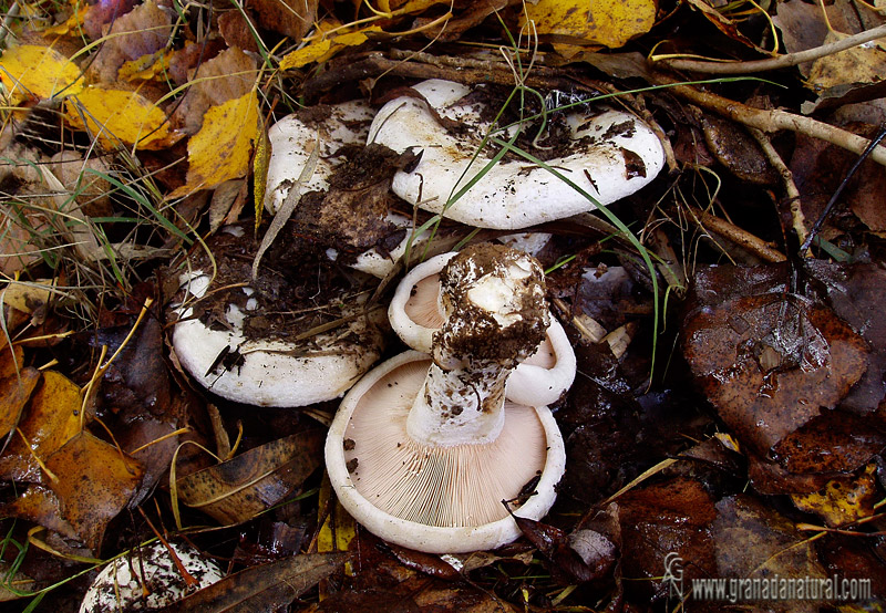 Lactarius controversus. Setas de Granada