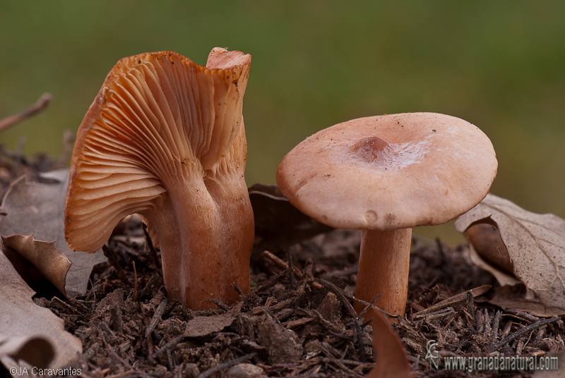 Lactarius decipiens Quél. Hongos de Granada