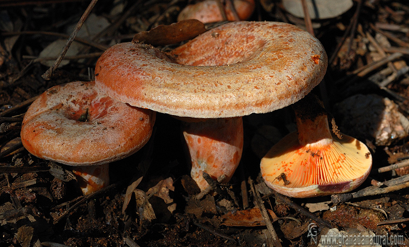 Lactarius deliciosus grupo Setas de Granada