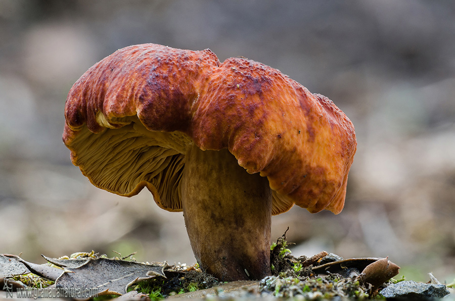 Lactarius purpureobadius  Malençon ex Basso. Hongos de Granada