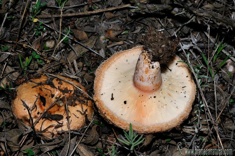 Lactarius tesquorum. Setas de Granada.