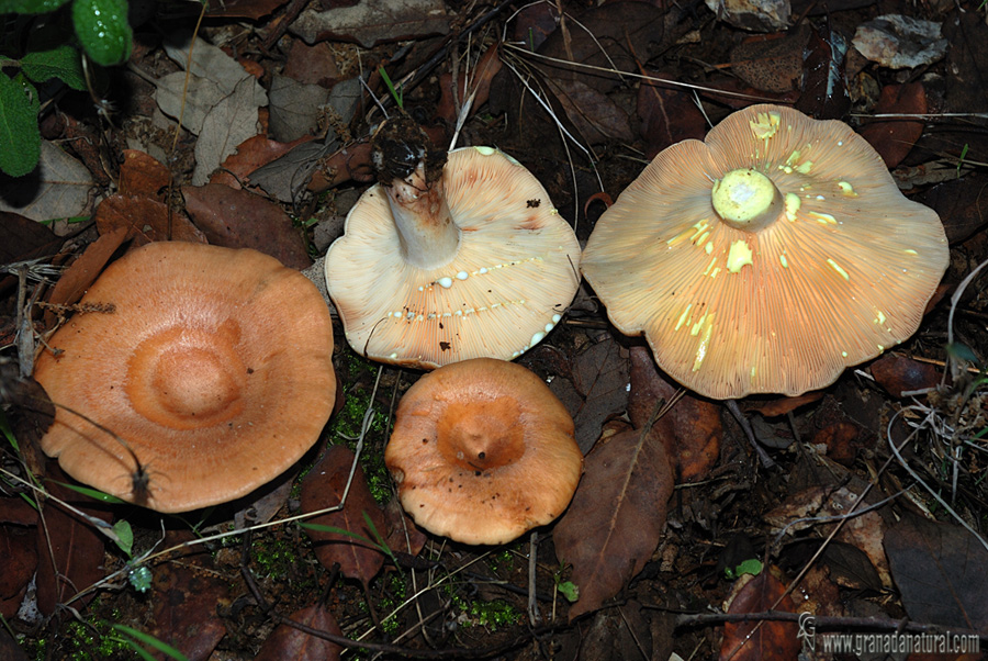 Diferencia entre Lactarius zonarius y lactarius chrysorrheus. Hongos de Granada