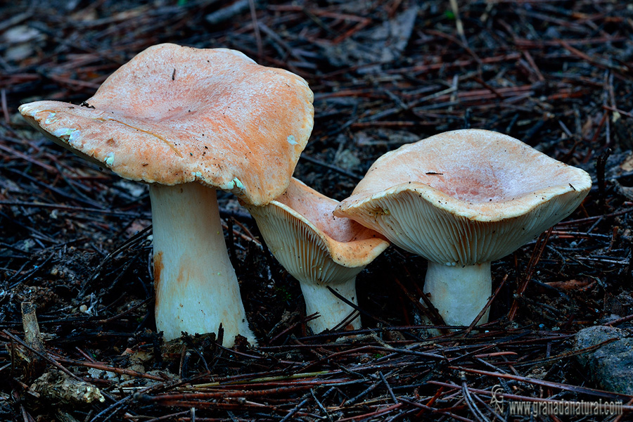 Lactarius chrysorreus. Hongos de Granada