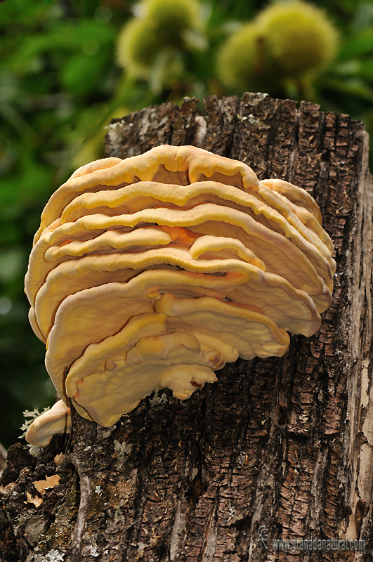 Laetiporus sulphureus hátitat . Hongos de Granada