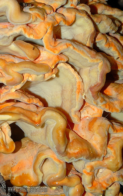 Laetiporus sulphureus