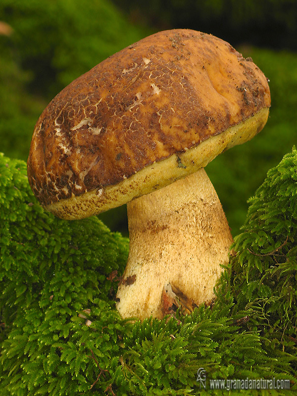 Leccinum corsicum (Roland) Singer . Hongos de Granada