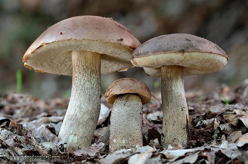 Leccinum duriusculum. Hongos de Granada