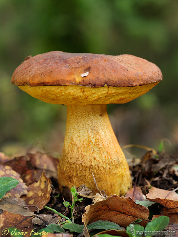 Leccinum lepidum 1. Hongos de Granada