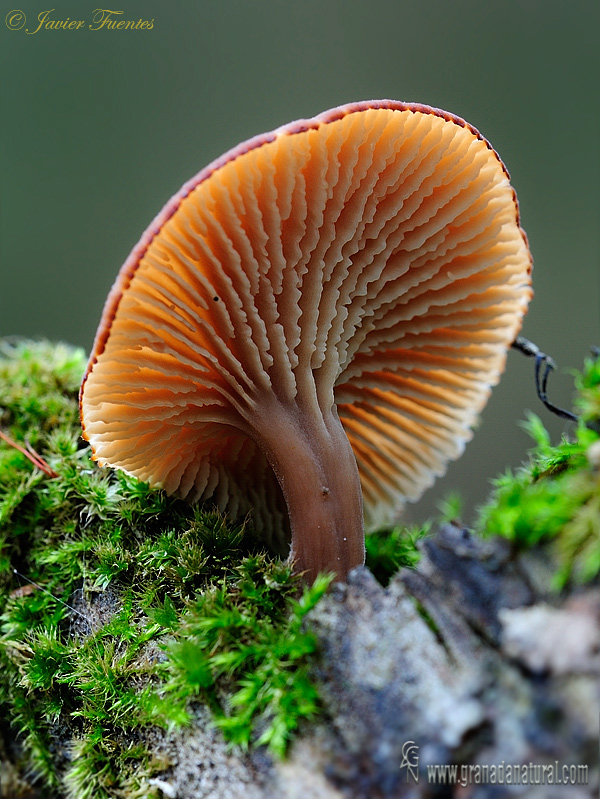 Lentinellus omphalodes(Fr.)P.Karts. Hongos de Granada