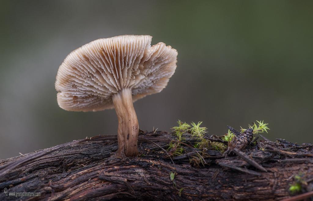 Lentinellus micheneri . Hongos de Granada