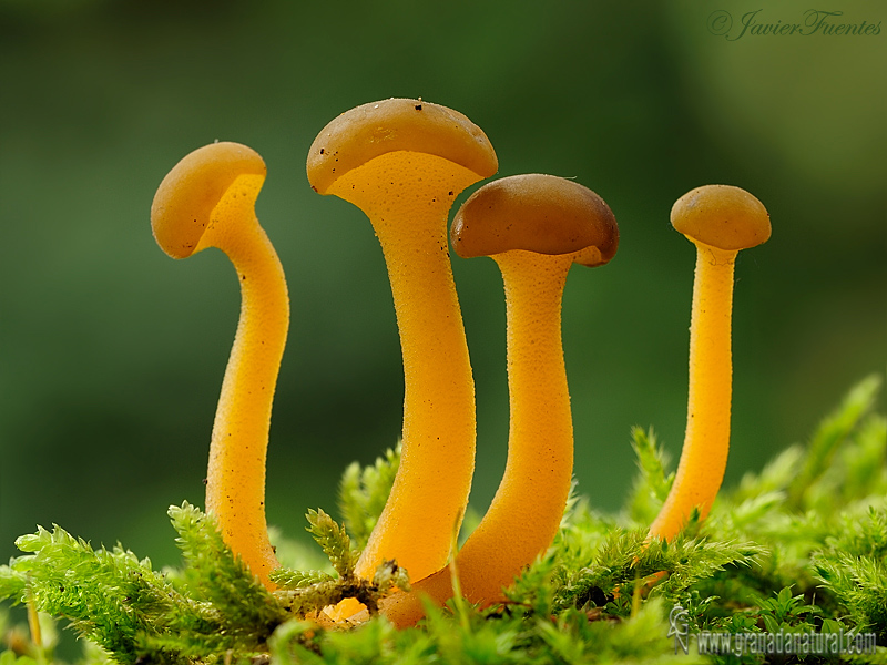 Leotia lubrica Fries. Ascomycetes de Granada