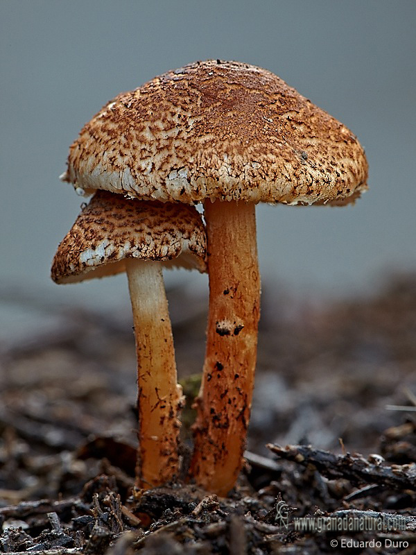 Lepiota castanea. Hongos de Granad